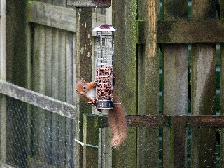 Red Squirrel