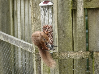 Red Squirrel